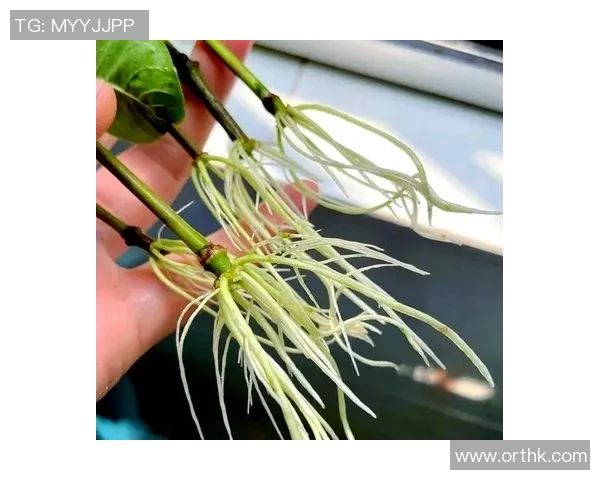 花卉种植技巧与养护方法全面指南 提升园艺爱好者的种植水平